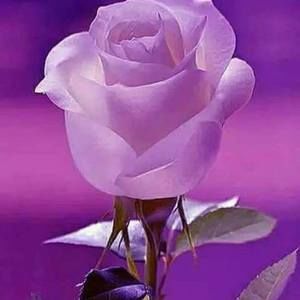 Meet your Posher, Edith